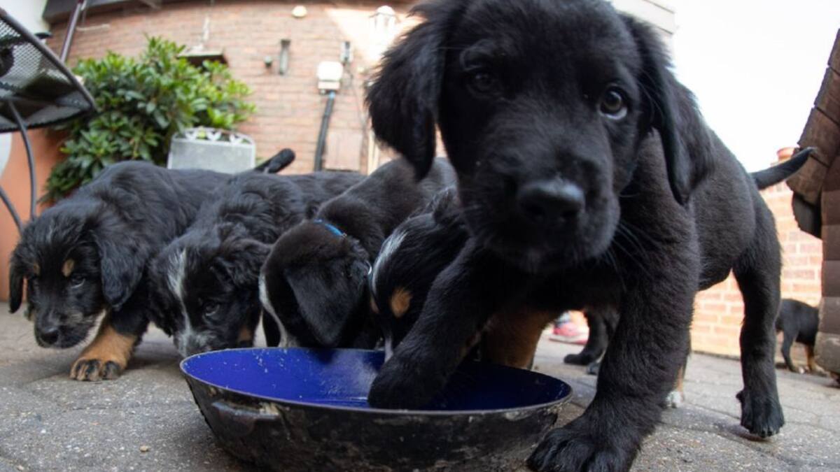 El gerente de BIOMascotas Peñafiel, Daniel García, repasa los motivos y ofrece las soluciones para que nuestros perros no tiren la comida de su comedero.