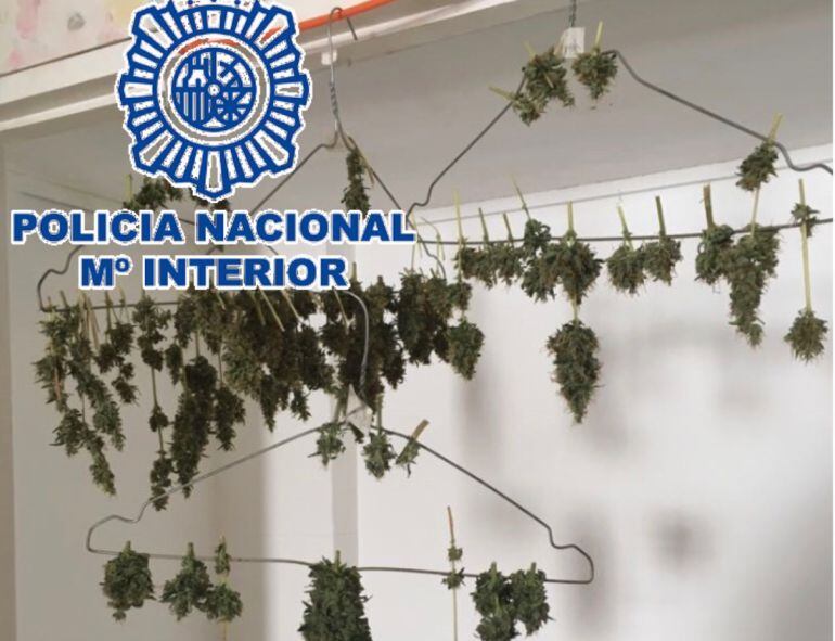 La marihauana colgaba de perchas de la ropa en el interior de la vivienda del arrestado