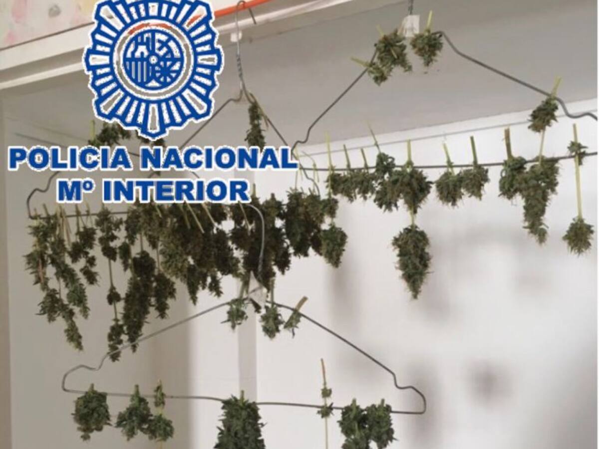 Así secaba la marihuana un vecino de Málaga ya detenido