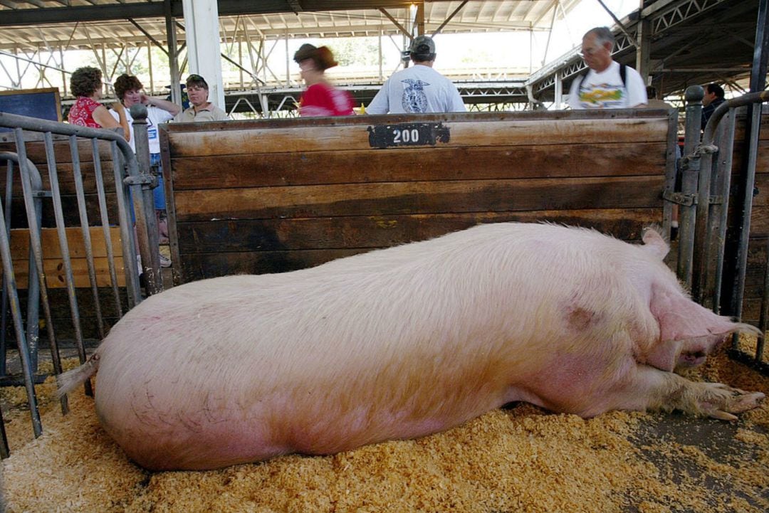 Una feria de ganado en EEUU. 