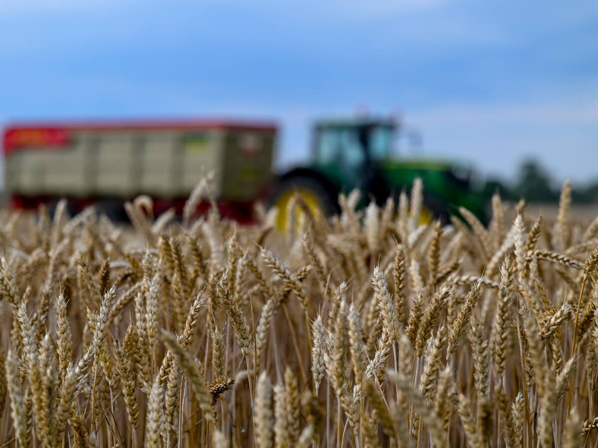 El cereal de invierno se desploma en Extremadura: APAG Asaja alerta de pérdidas del 52% y exige medidas urgentes