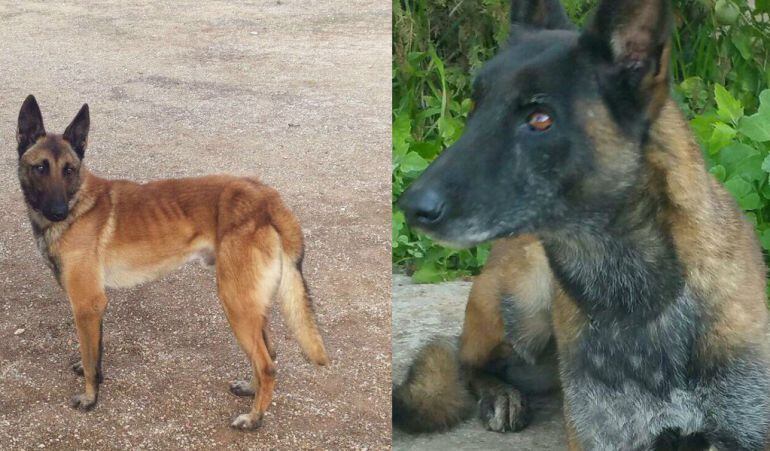 Estos son los dos perros, que pertenecían a las Fuerzas y Cuerpos de Seguridad del Estado, que han sido robados en la localidad toledana de La Torre de Esteban Hambrán