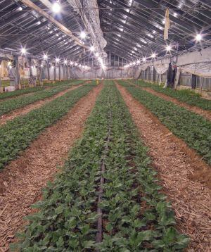 La agricultura industrializada, generadora de ozono.