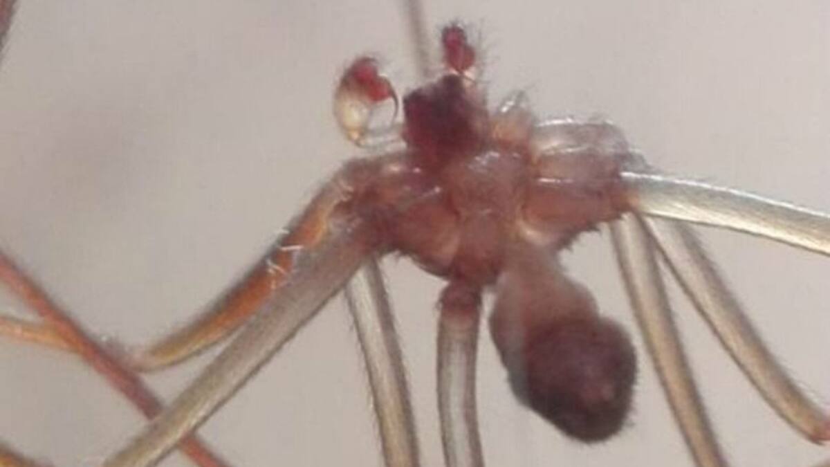 Sospechan que la peligrosa araña violinista llegó a España por un coleccionista