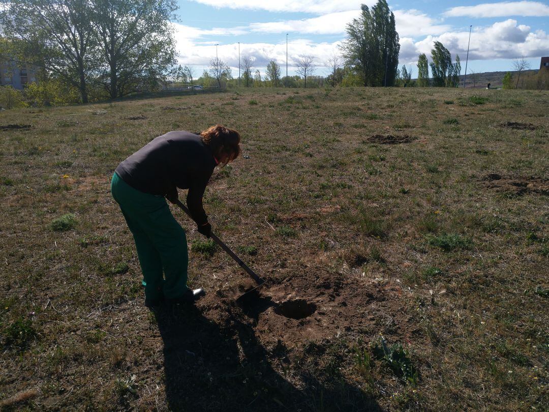 Parcela en la que se ubicarán los árboles