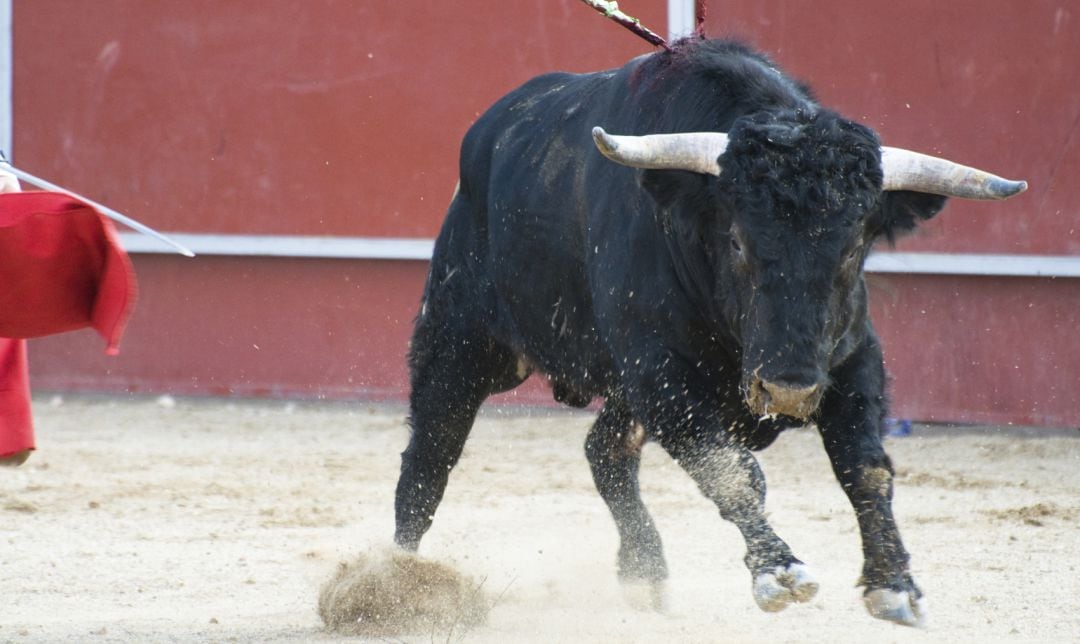 Un toro de lidia durante una corrida.