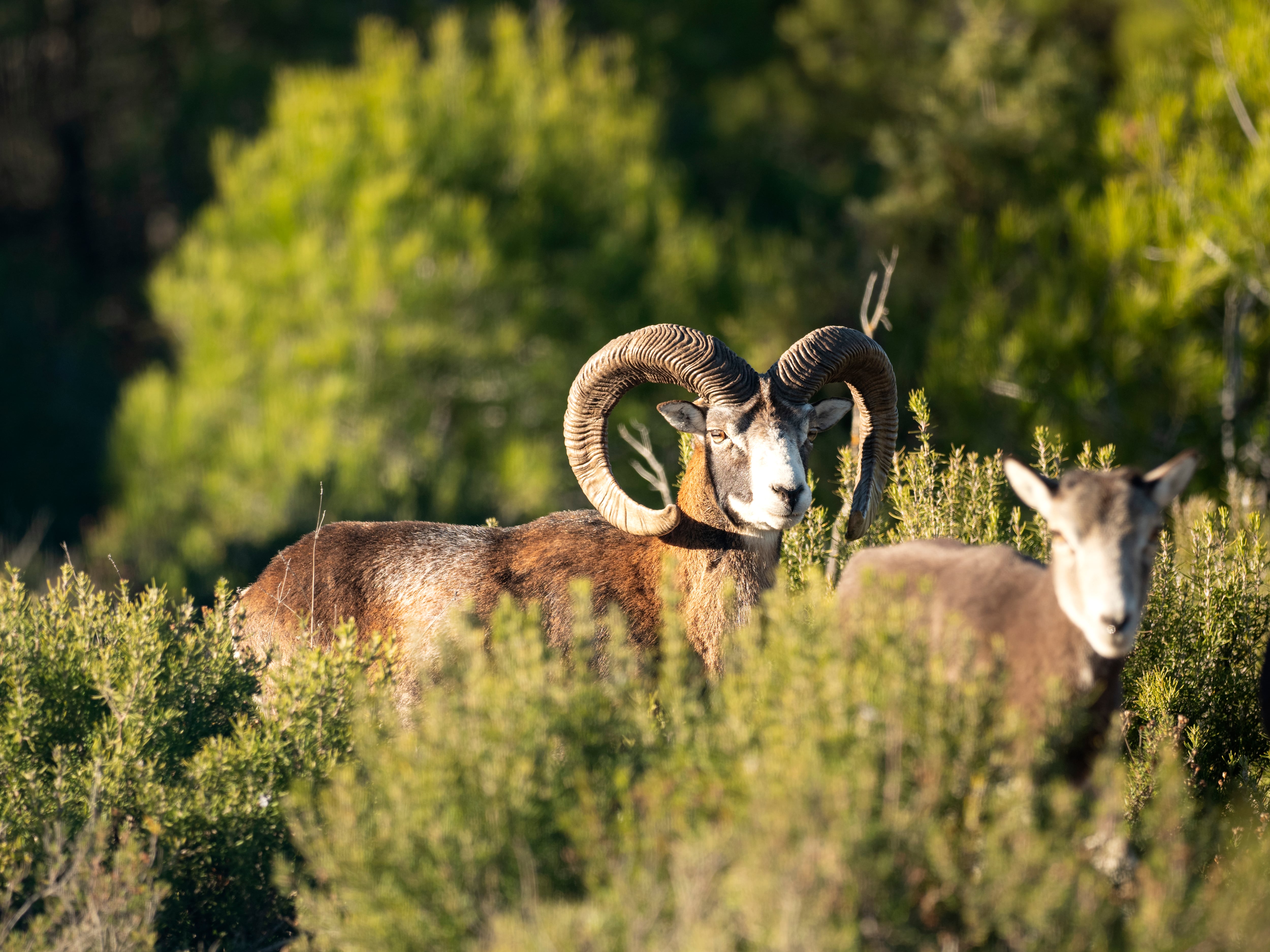 Muflón, especie introducida en el Teide
