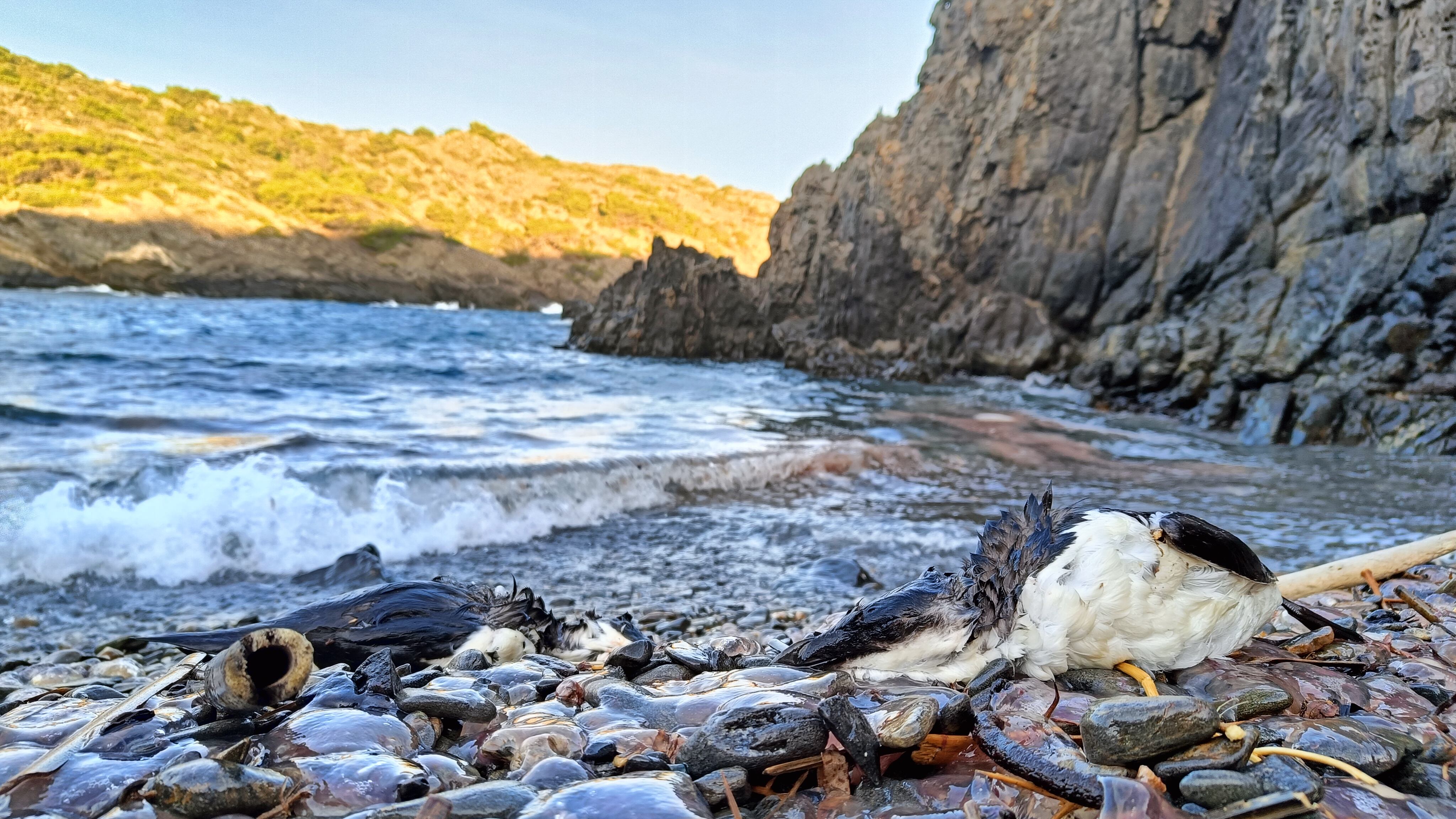 Gavots morts al Cap de Creus