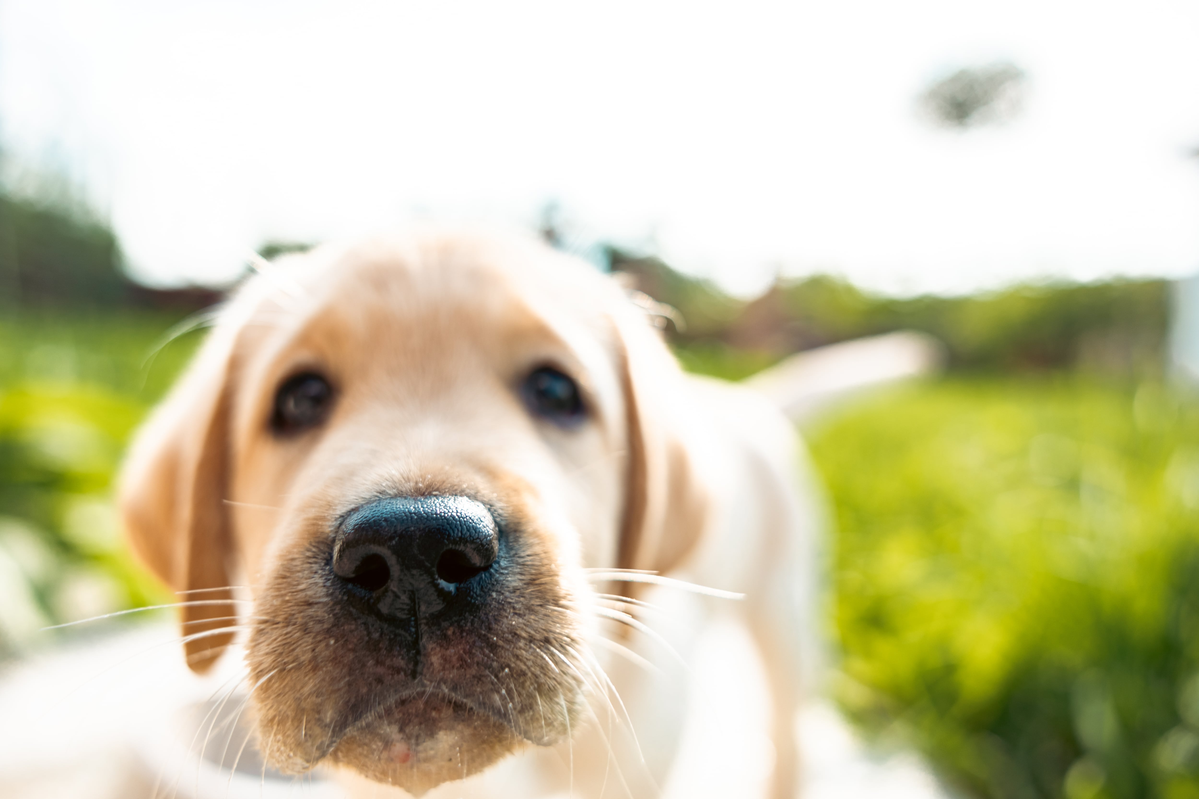 Un labrador muestra sus bigotes.