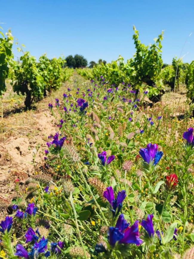 Viña La Platera, en el histórico Pago de Miraflores