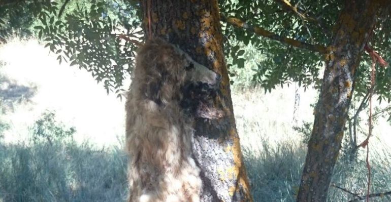 Perro ahorcado en un arbol en Valdetorres de Jarama (Madrid)