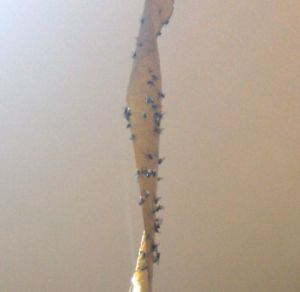 Las moscas invaden varios municipios de Guadalajara