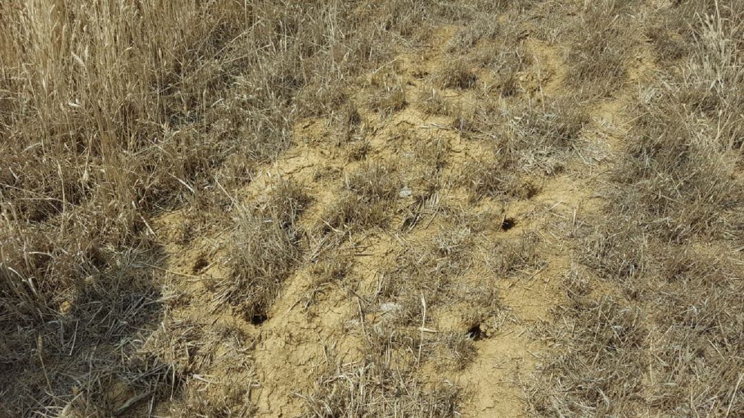 Huras de topillos en Paredes de Nava, Palencia