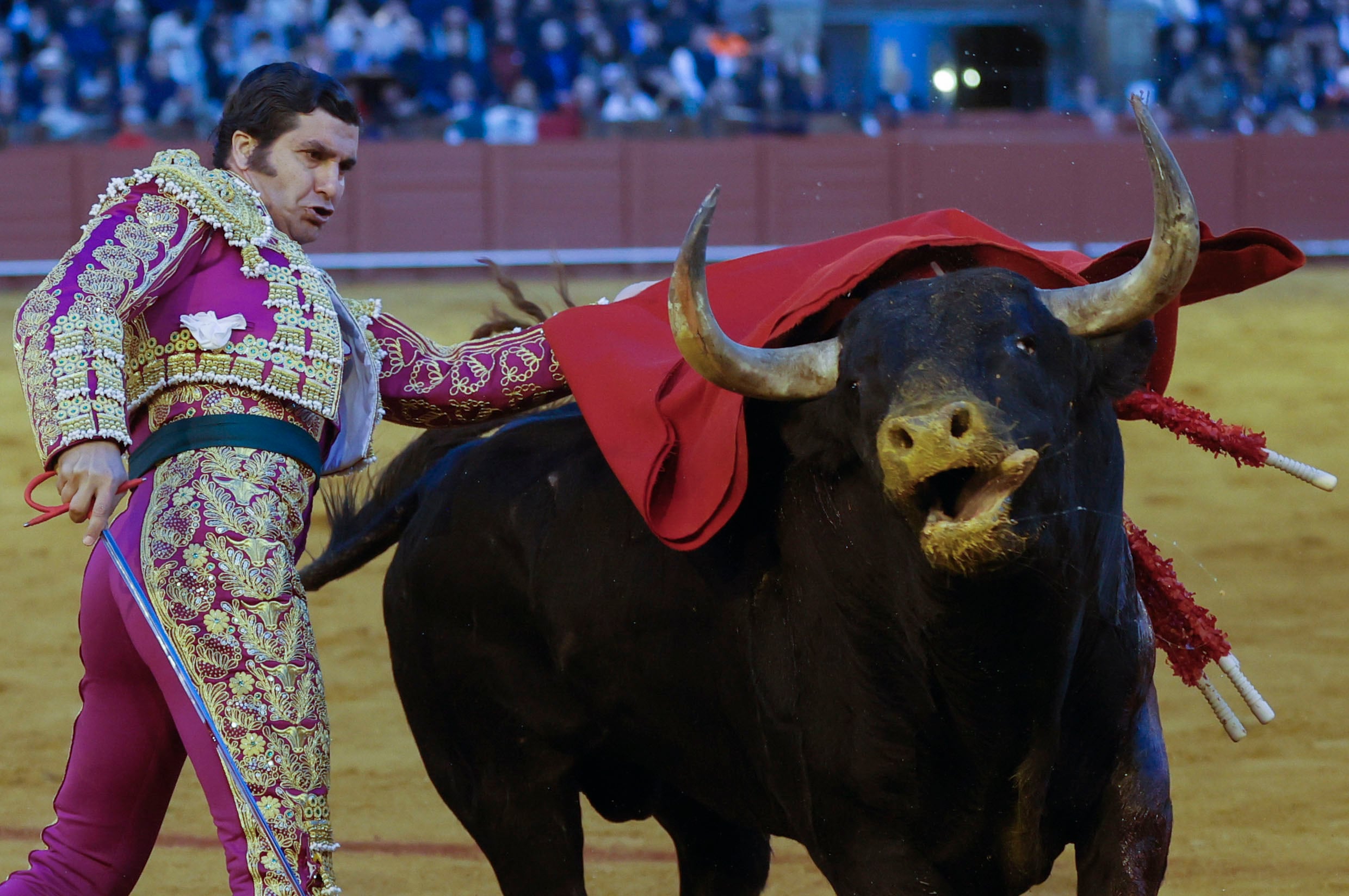 SEVILLA, 31/03/2024.-  El torero Morante de la Puebla lidia su segundo toro durante el festejo taurino que marca la apertura de la temporada taurina en la plaza de la Real Maestranza de Sevilla, en la tarde del Domingo de Resurrección, con toros de Hermanos García Jiménez. EFE/José Manuel Vidal
