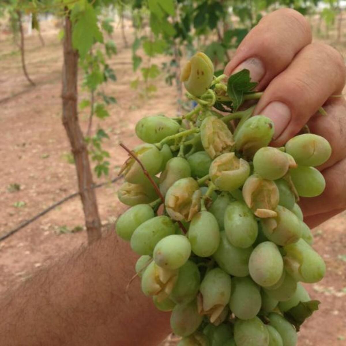 Pérdidas de 500 Has de cultivos en Totana y Alhama por el granizo