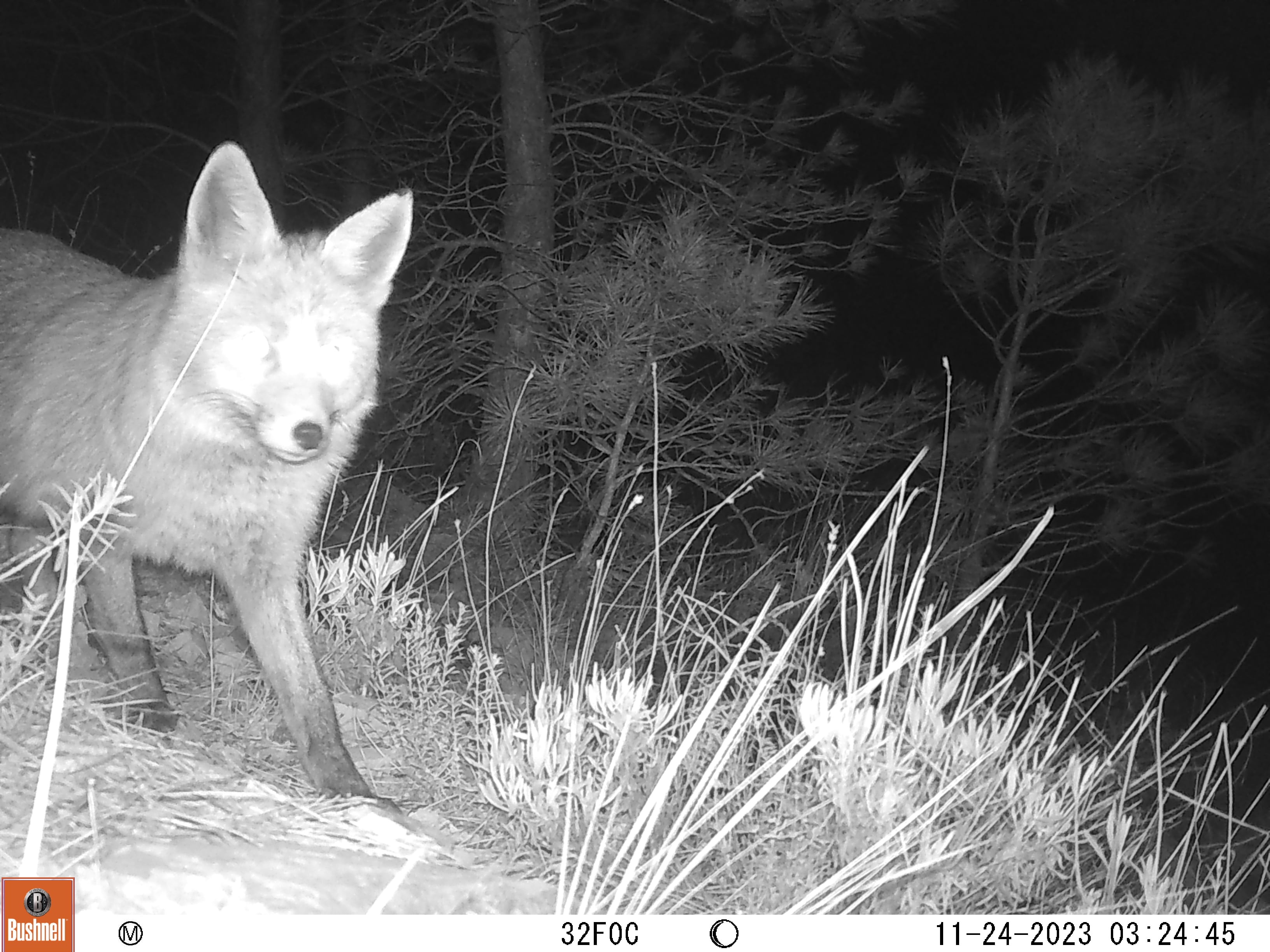 Imágenes de un zorro tomadas por el sistema de foto trampeo de la Conselleria de Medio Ambiente.