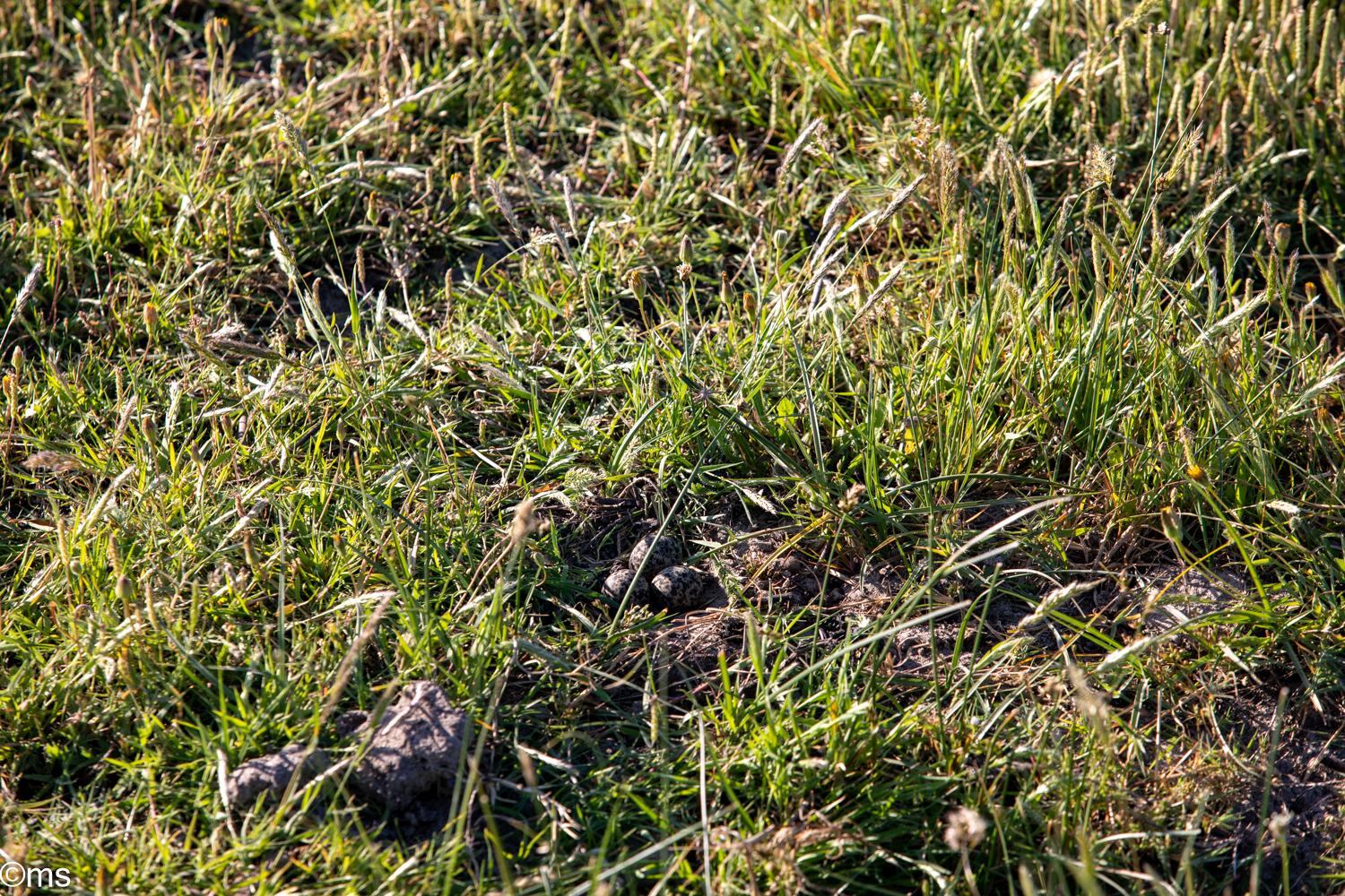 Espacio Natural de Doñana (mayo de 2025)