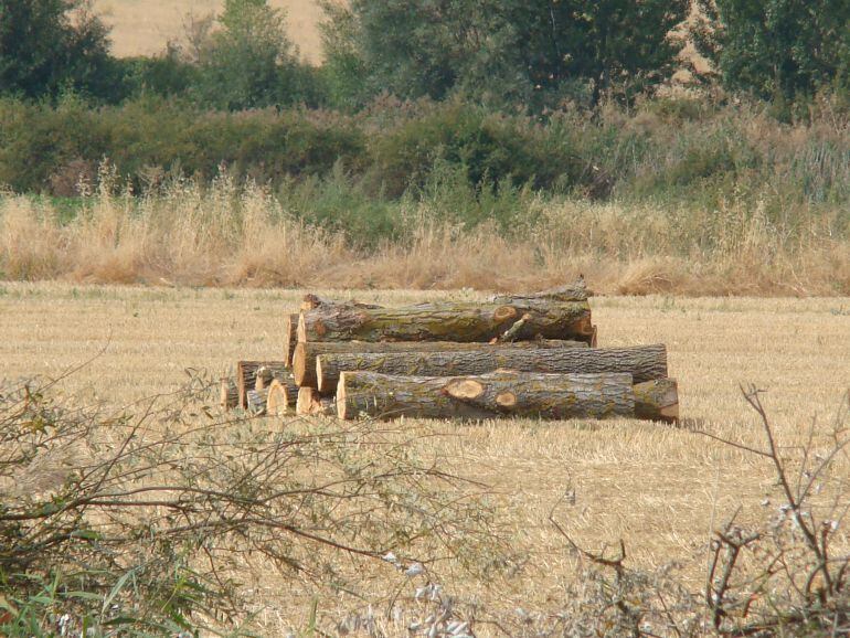 Ecologistas en Acción de Palencia denuncia este tipo de prácticas