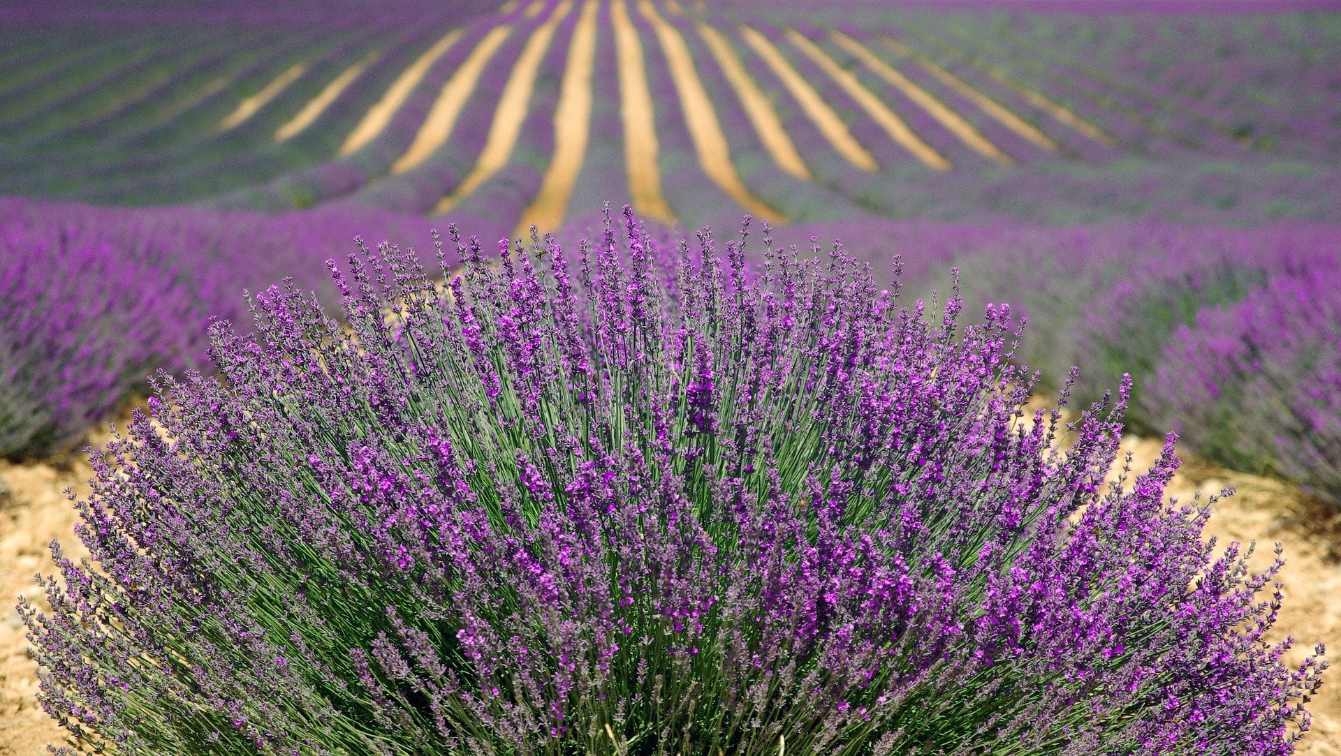 Campos de lavanda en la comarca de Brihuega