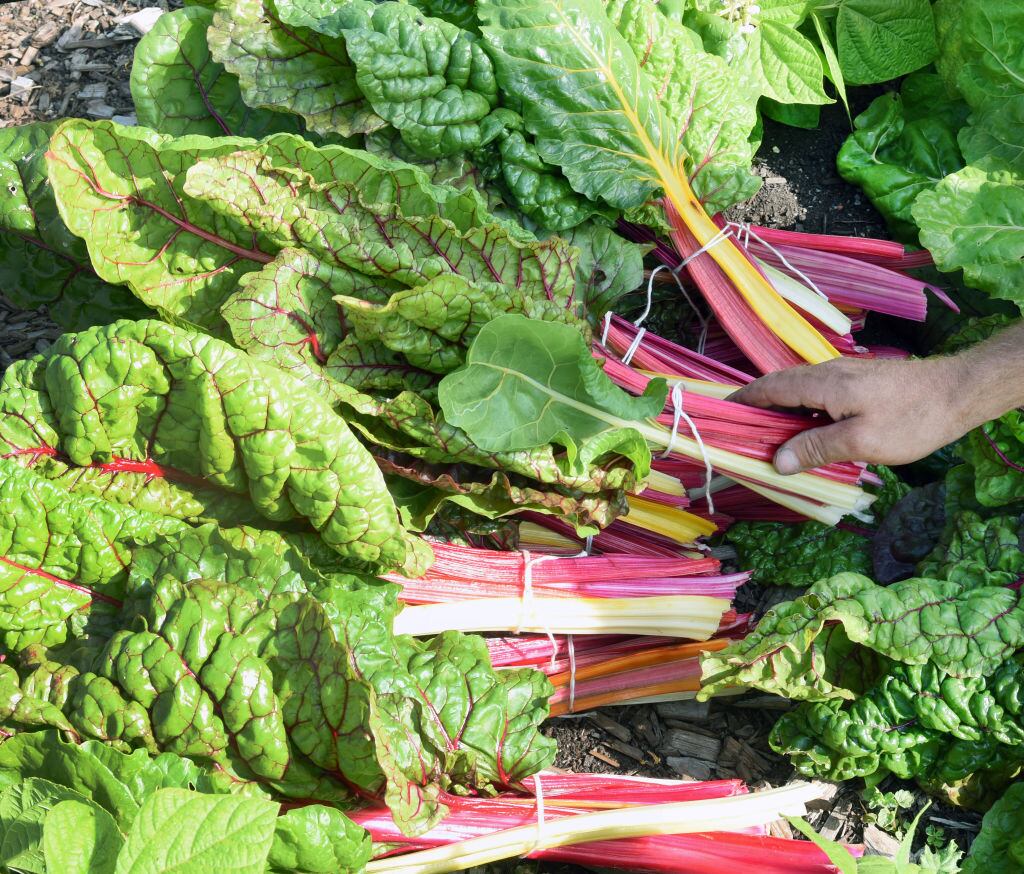 Acelgas, una de las especialidades de la huerta fuenlabreña