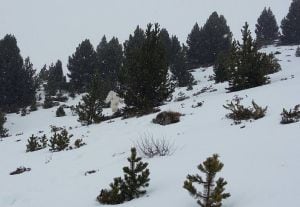 Fotografía supuestamente captada por unos esquiadores en el que se ve el supuesto yeti