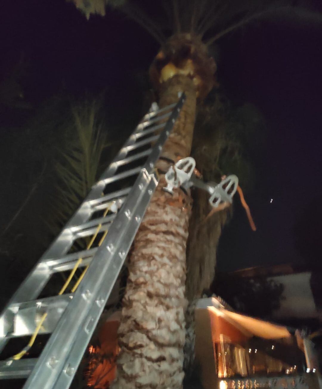 Palmera donde ocurrió el suceso