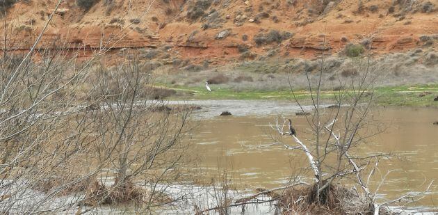 Fauna avícola en el río Guadiela.