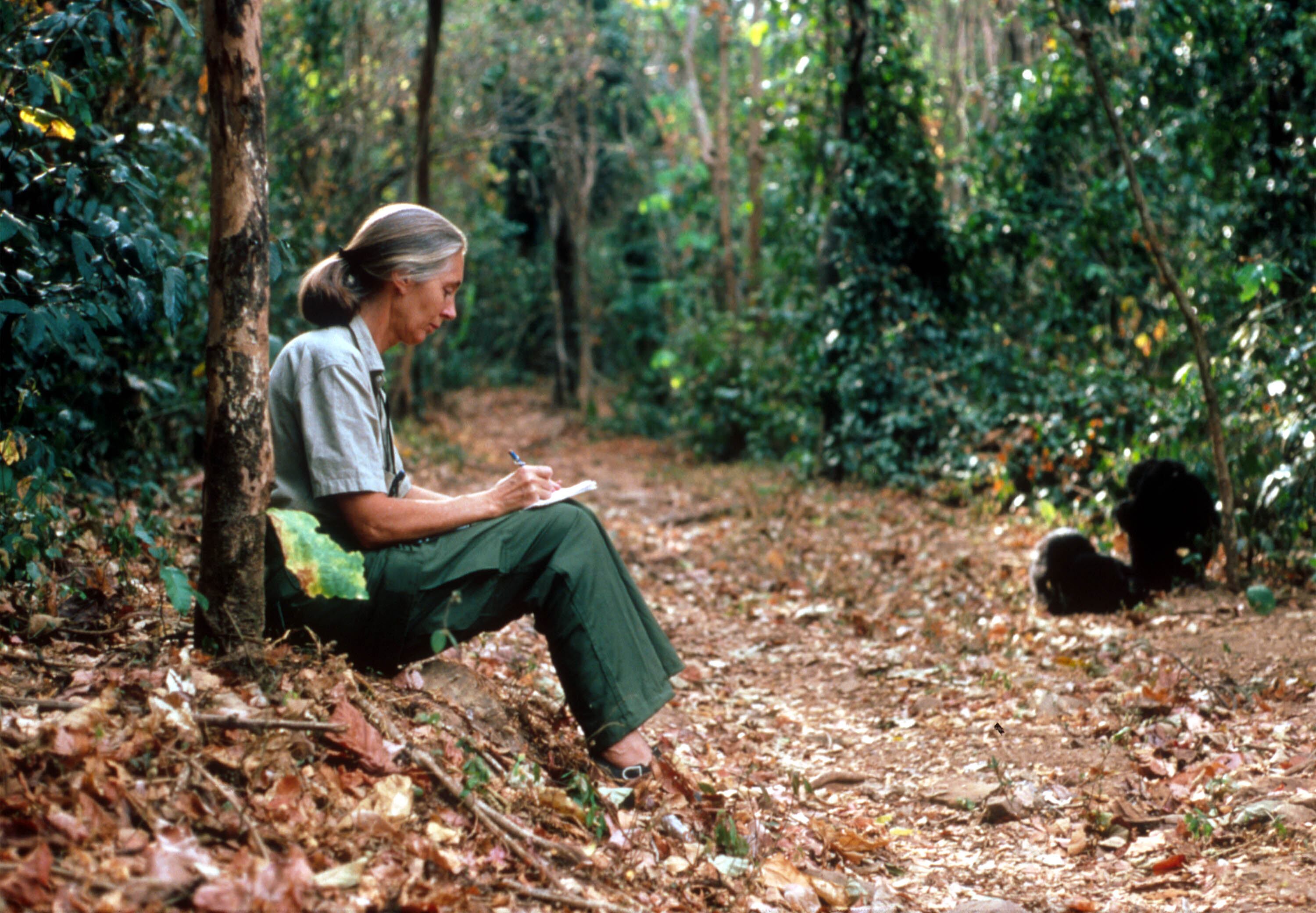 Jane Goodall estudiando el comportamiento de los chimpancés.