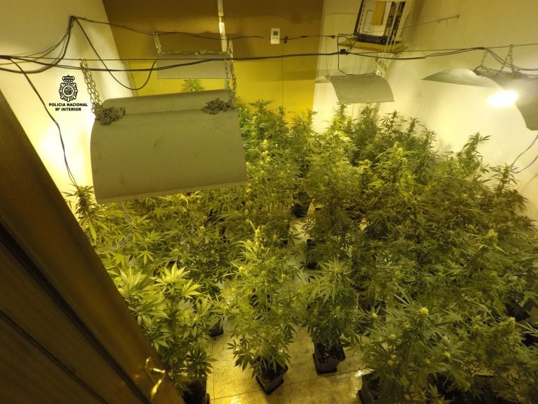 Tenía el el piso, salvo cocina y baño, dedicado a cultivo de marihuana y la despensa era el secadero.