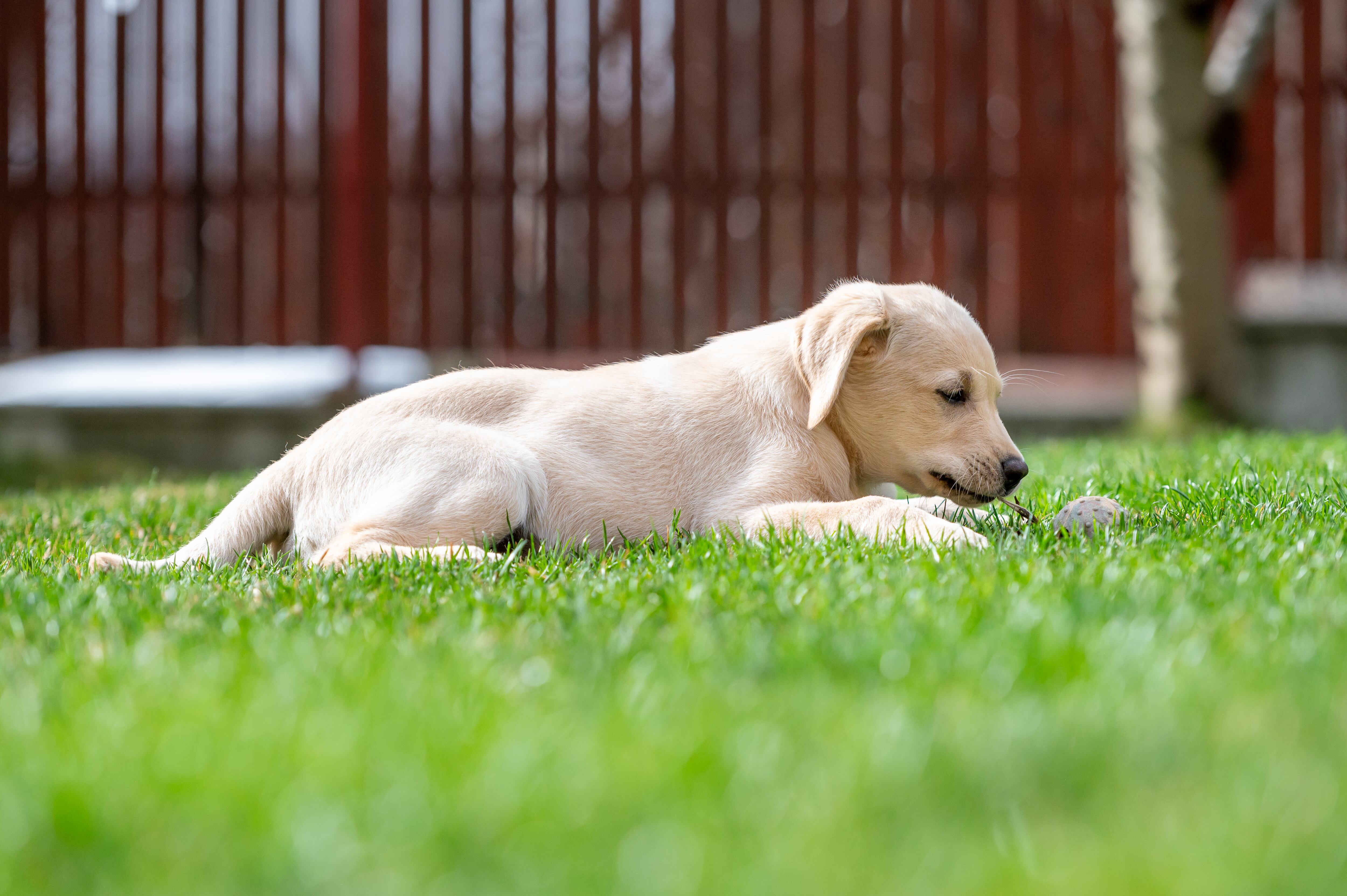 Labrador puppy in backyard sitting on a green grass in a spring morning