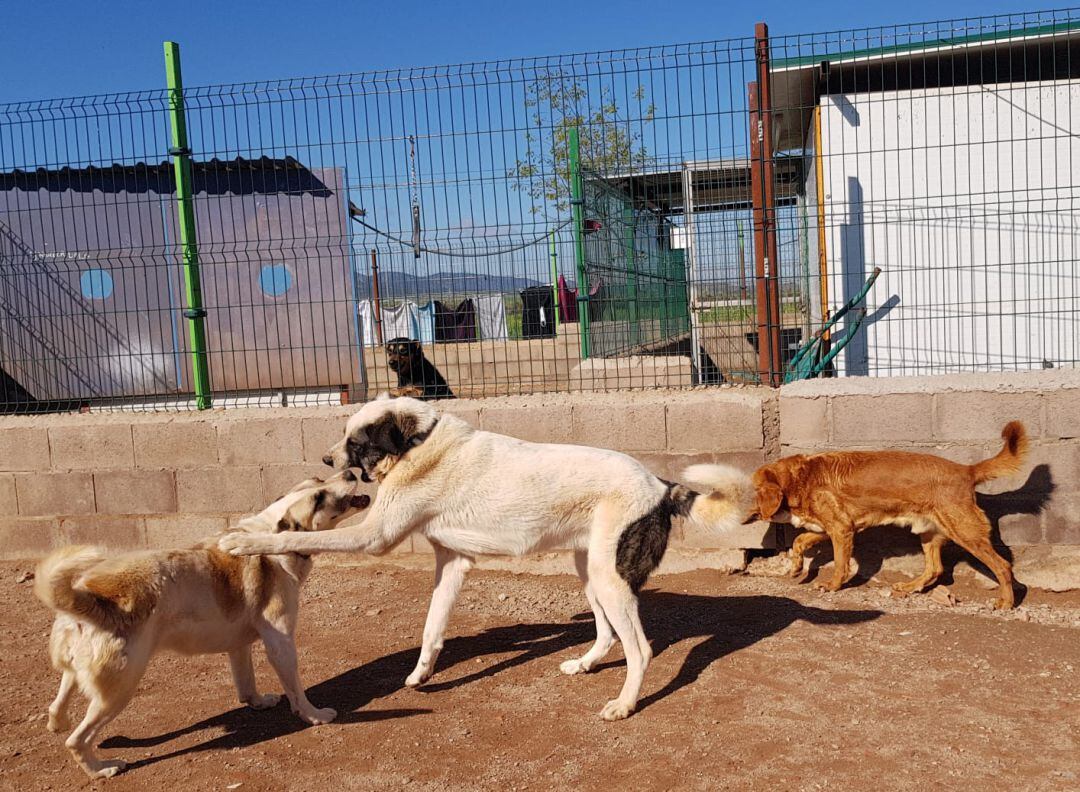 Perros en el albergue de Huellas Puertollano