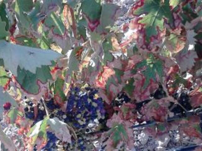 Daños provocados por el mosquito verde