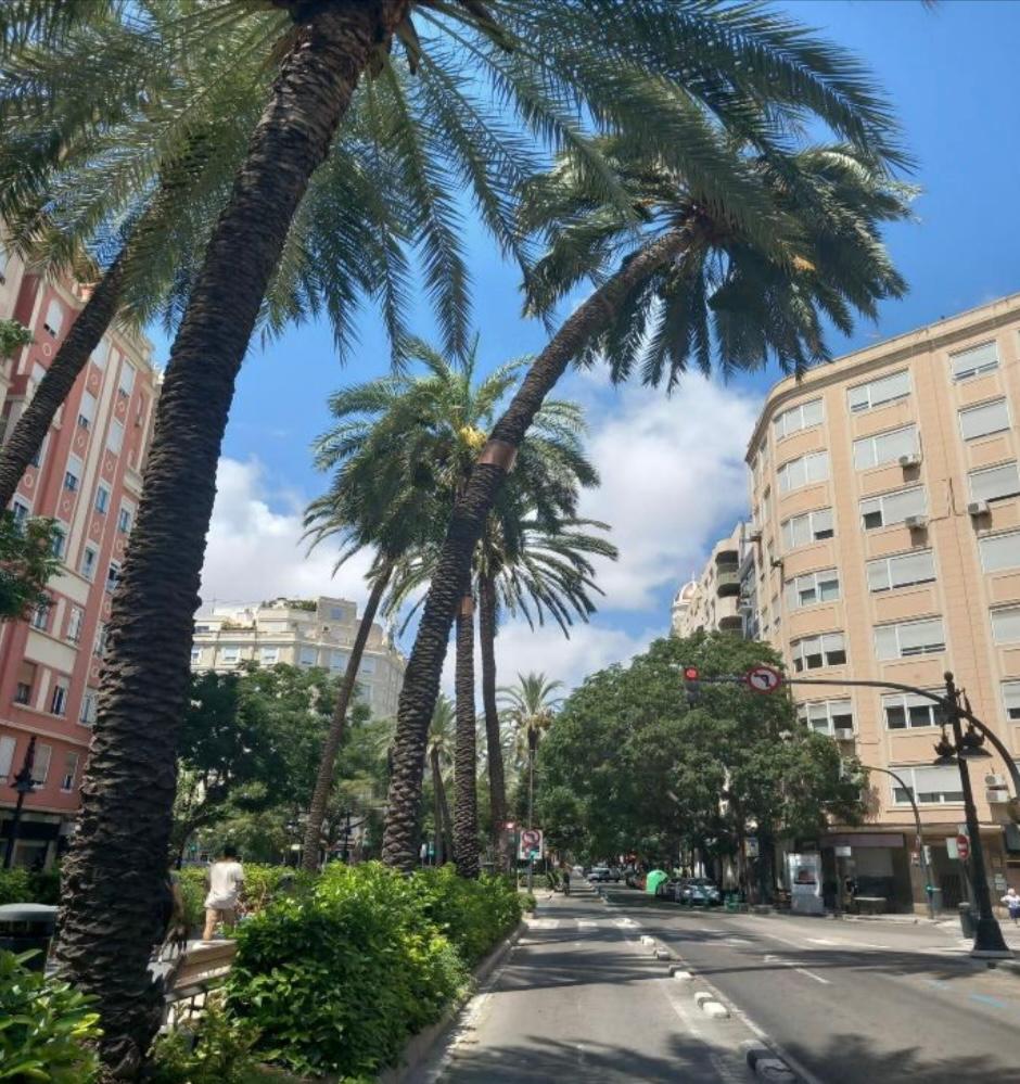 Talan dos palmeras monumentales en València que estaban a punto de desplomarse.