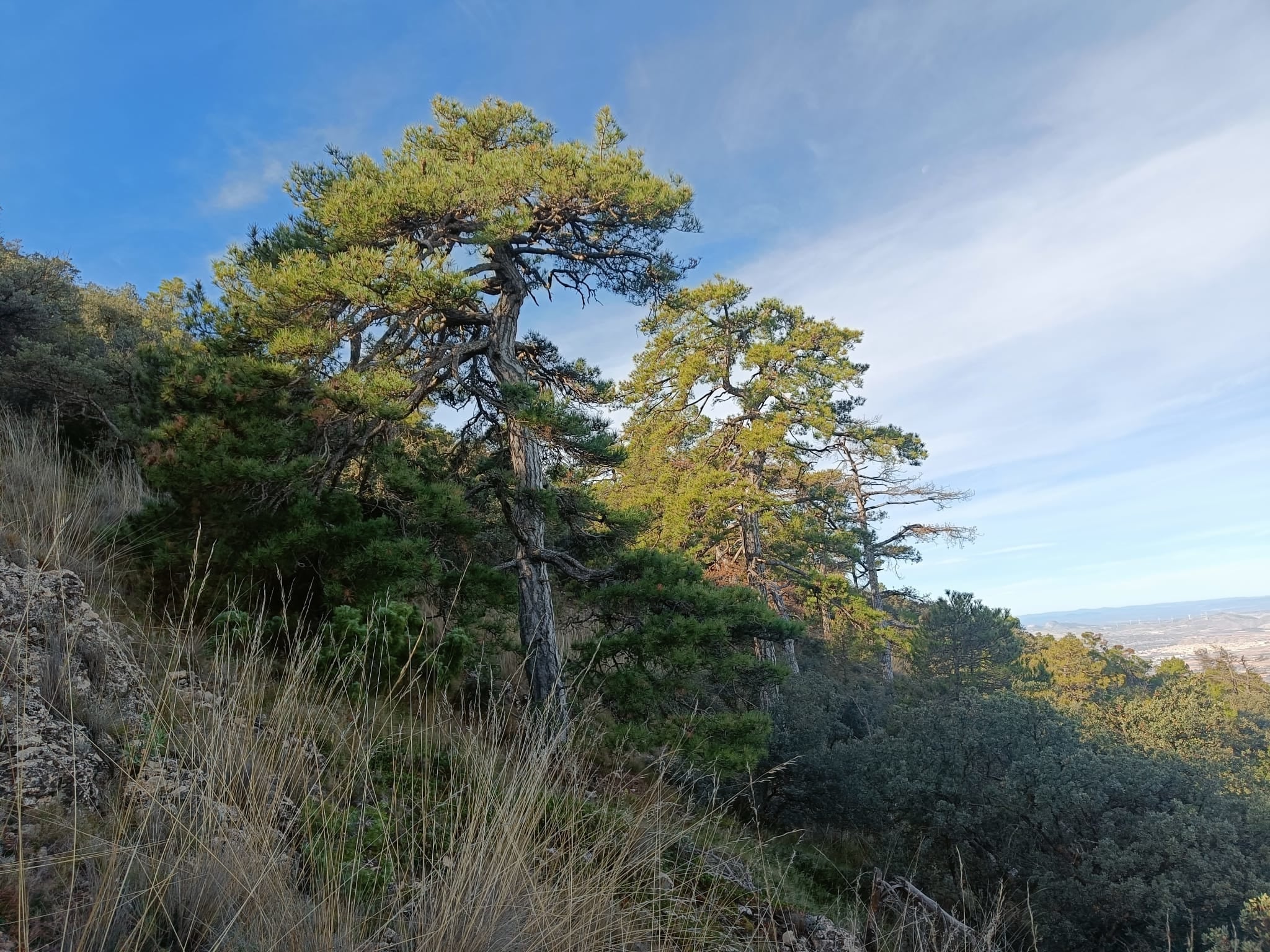 Ejemplares de pino laricio (Pinnus nigra) en el Parque Regional de la Sierra de El Carche