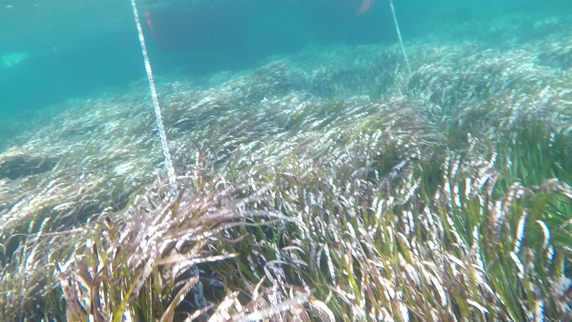 Imagen de archivo de una pradera de posidonia