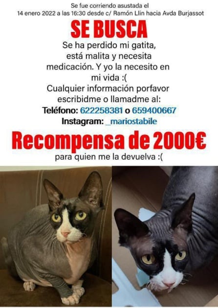 Cartel completo con toda la información sobre la pérdida de la gata en el barrio de Les Tendetes de València.