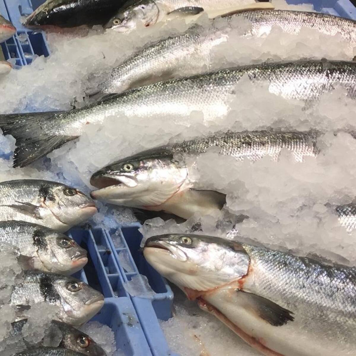 La subida del precio del combustible incrementa los gastos en la pesca en más de 10.000 euros al mes