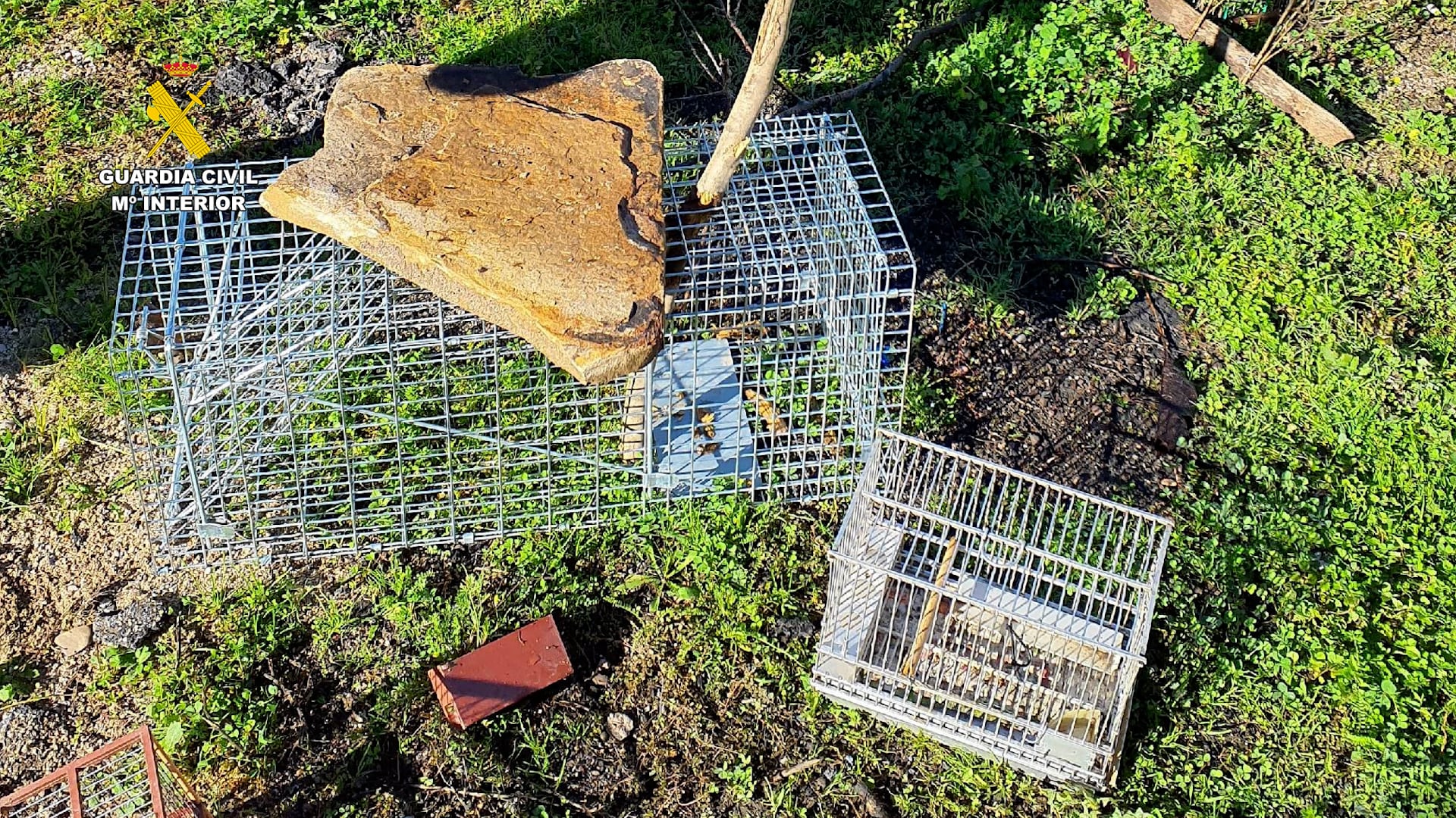 La Guardia Civil investiga a una persona por la captura ilegal de aves protegidas en Talavera de la Reina