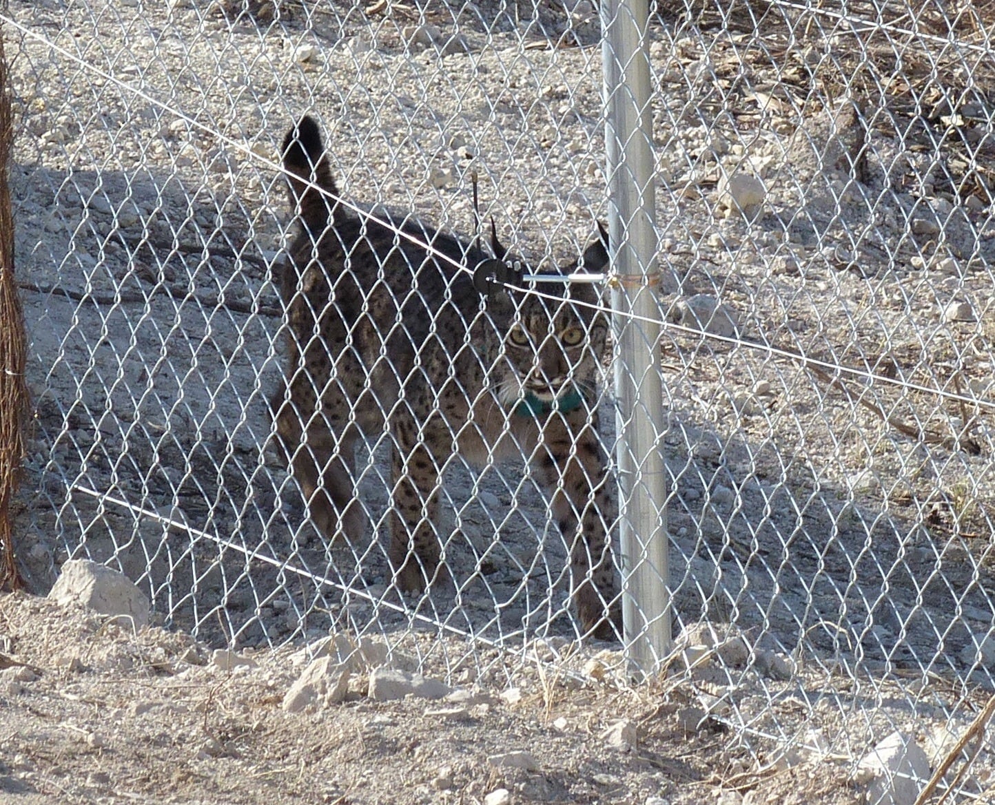 Lince ibérico en el cercado del entorno de Lorca