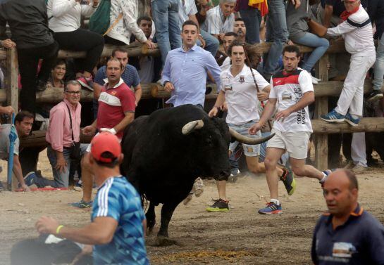 FOTOGALERÍA | &#039;Pelado&#039; durante la celebración del Toro de la Peña.