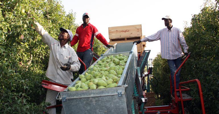 Imatge de temporers collint peres 