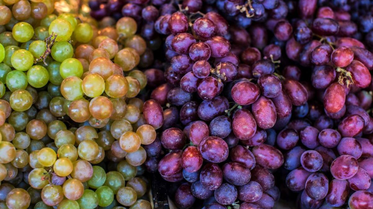 Comienza la campaña de la uva de mesa en la Región de Murcia, la principal zona productora de España