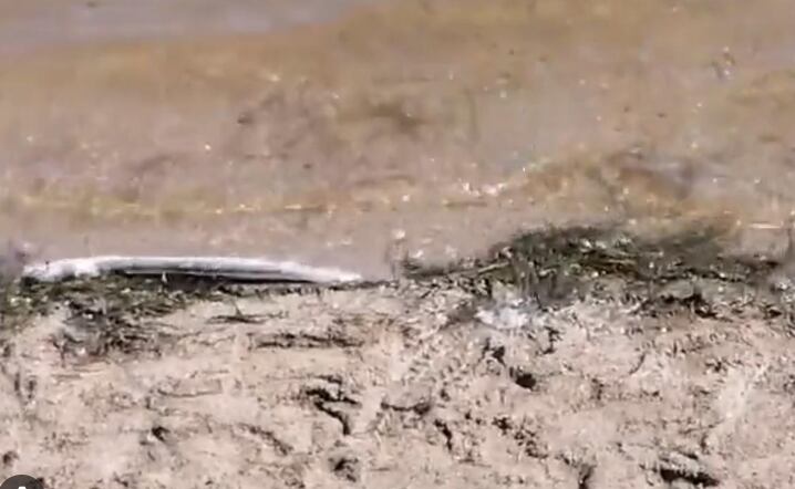 Anguilas muertas en la playa de Los Nietos días pasados