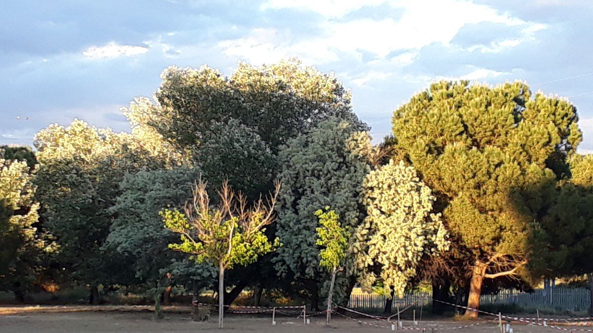 Una imatge d'aquesta zona verda del barri de la Bordeta de Lleida.