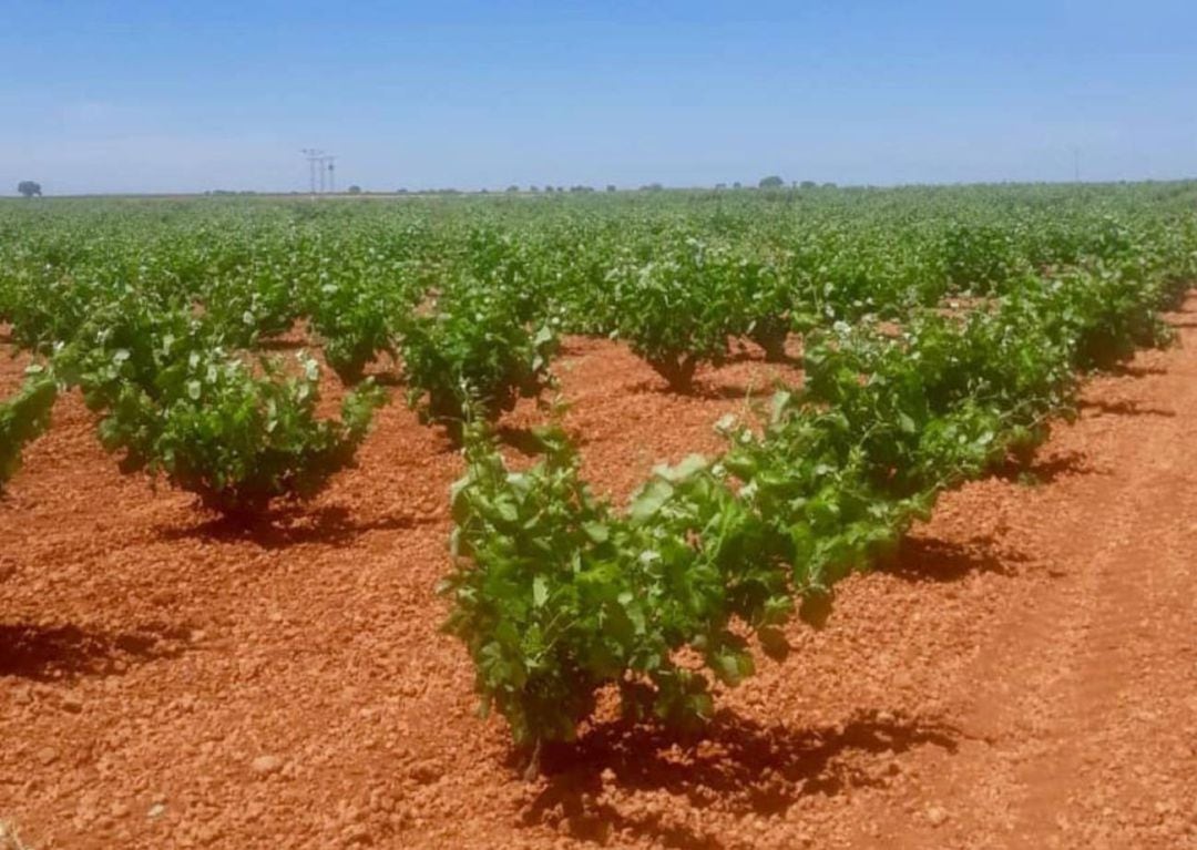 Viñedos en La Mancha