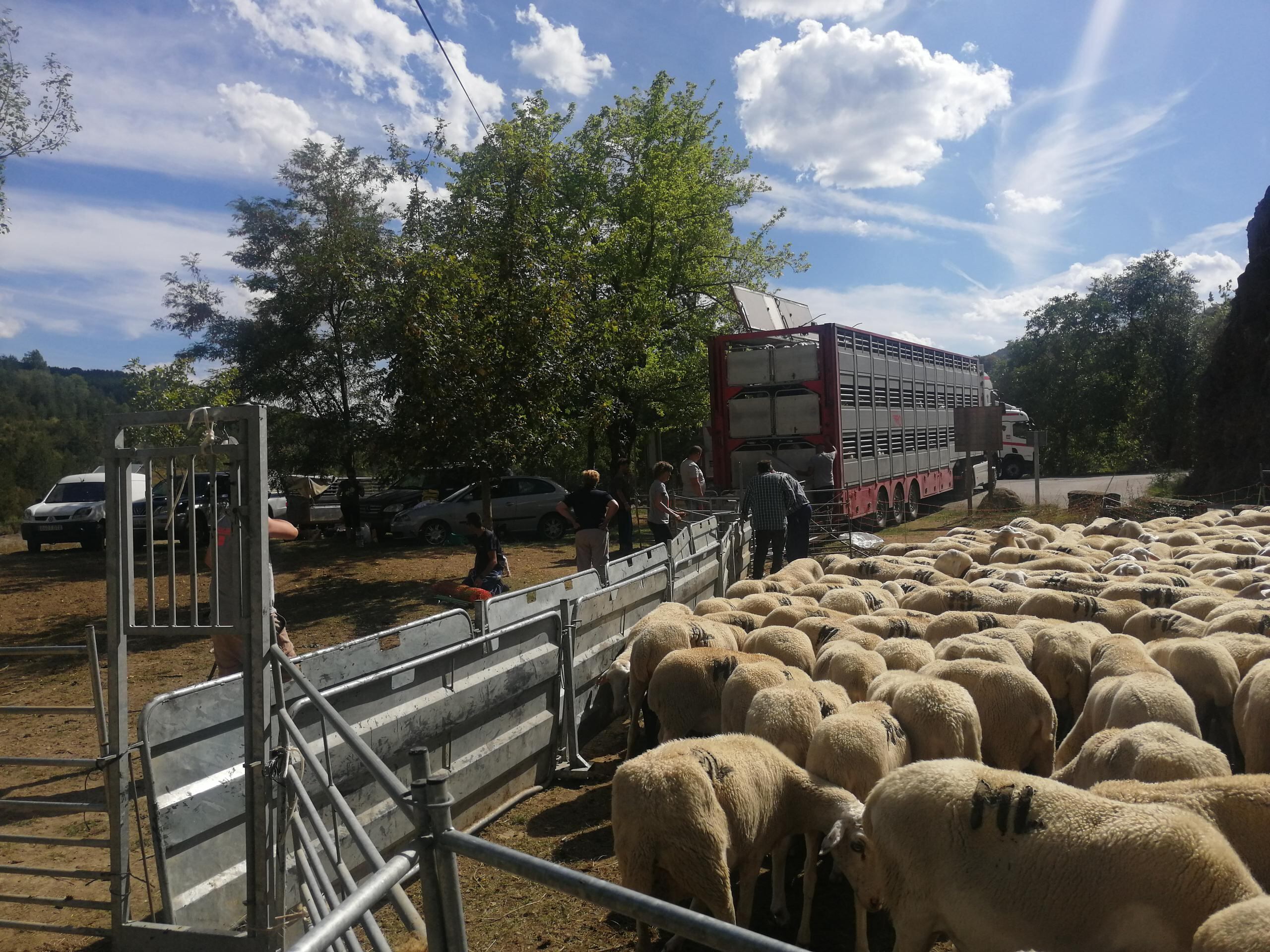Tras bajar de puerto, el trabajo seguía para esbarrar las ovejas de los dos rebaños que han pasado el verano con Miguel Laín