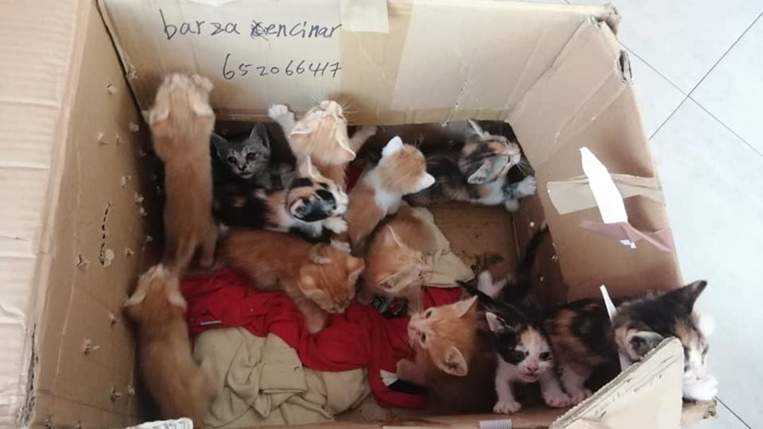 Una de las camadas de gatos abandonados en los últimos días y recogida por Scooby