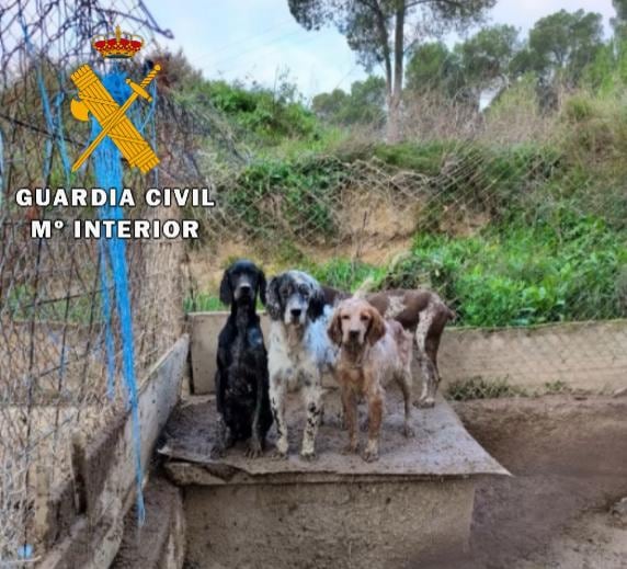 En la Operación Tarner se ha rescatado a un perro muerto y veintitrés vivos, que se encontraban en condiciones higiénicas deplorables