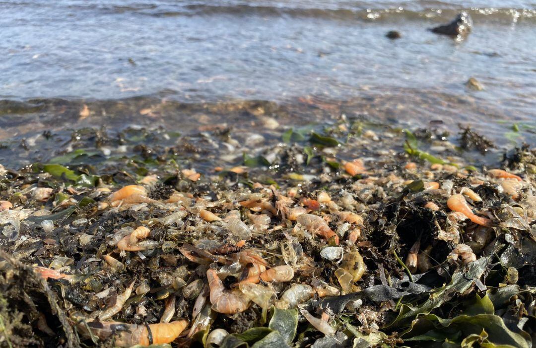 Peces muertos en el Mar Menor 17 agosto