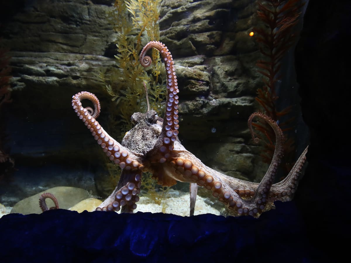 Copulan y mueren: los animales que no dan más de si tras reproducirse